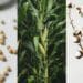 What farmers need to know about biotech crops