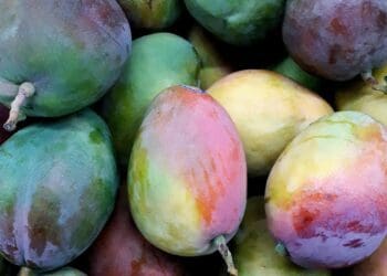How to make the most of growing mangoes