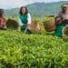 ‘Agritourism can revive rural communities’
