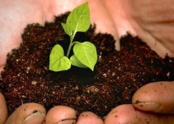 Post-settlement support key to ride agri wave