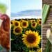 Farmers cautiously optimistic about better 2023