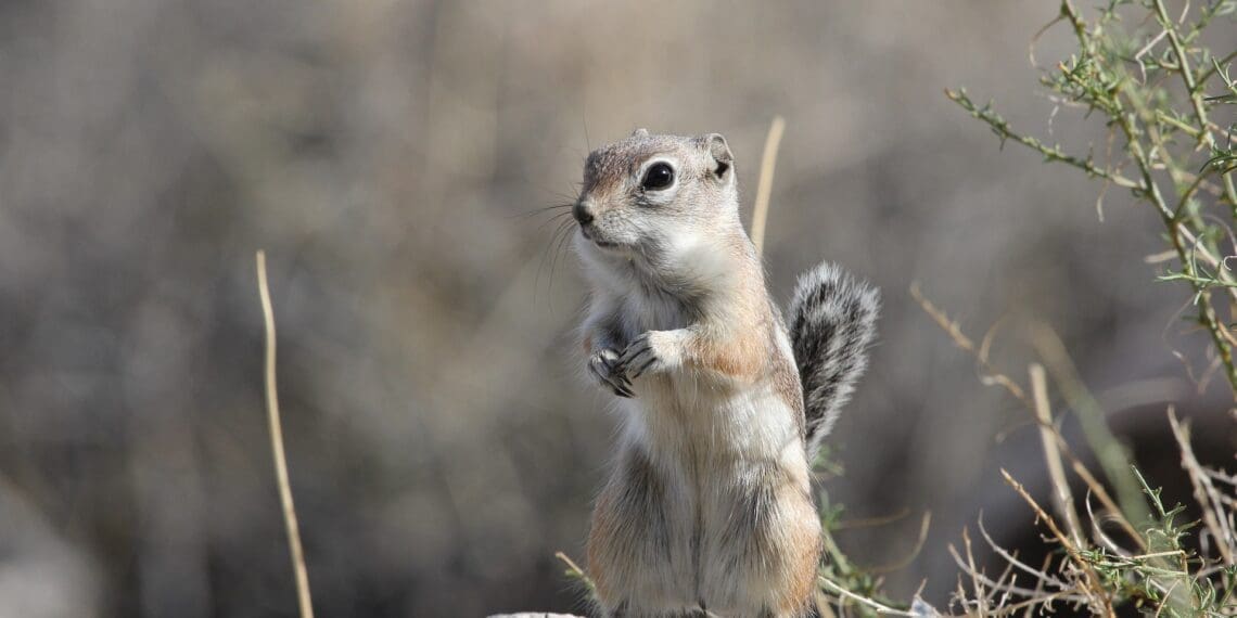 Climate change: How animals are adapting
