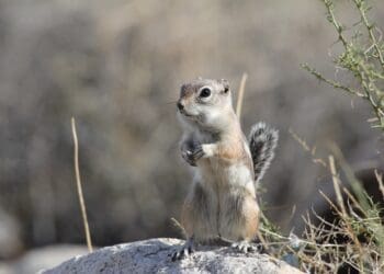 Climate change: How animals are adapting