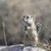 Climate change: How animals are adapting