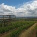 IN PICTURES: Spier chooses regenerative route