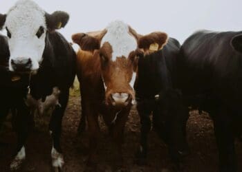 This week’s agriculture events: 23 to 27 January 2023