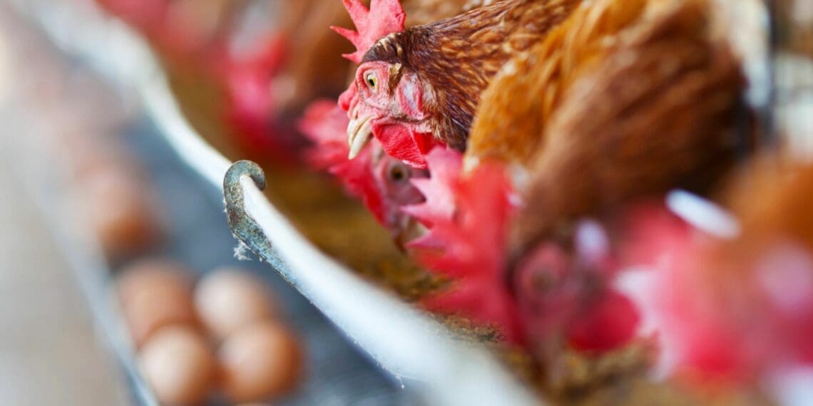 ICYMI: Rising feed costs a concern for poultry, livestock