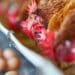 ICYMI: Rising feed costs a concern for poultry, livestock