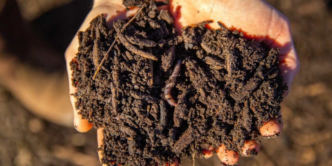 The soil food web plays a major role in keeping disease pressure and the need for pesticides and fungicides low. Photo: Supplied/Food For Mzansi