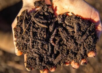 The soil food web plays a major role in keeping disease pressure and the need for pesticides and fungicides low. Photo: Supplied/Food For Mzansi