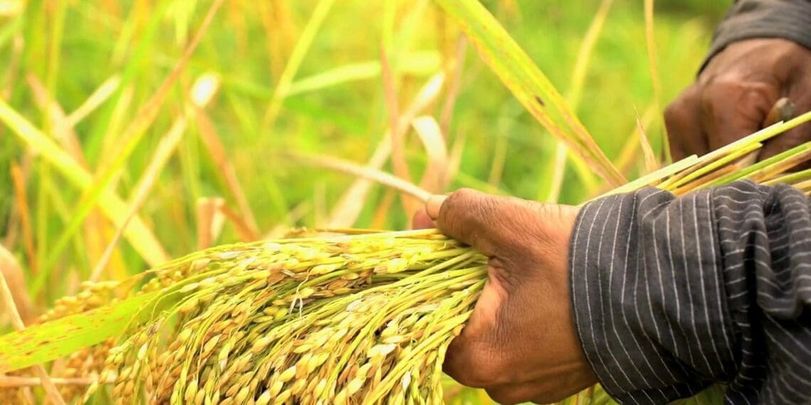Parliamentary oversight reveals how late funding and crumbling infrastructure are crushing the dreams of the Eastern Cape’s black-owned commercial farms. Photo: Supplied/Food For Mzansi
