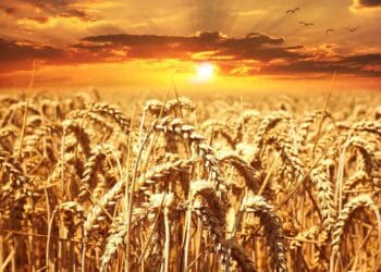 Labour and agricultural law experts answer questions about farmer liabilities when it comes to employee injuries or death while on duty. Photo: Supplied/Unsplash
