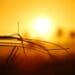 Heat stress on the rise as temperatures soar