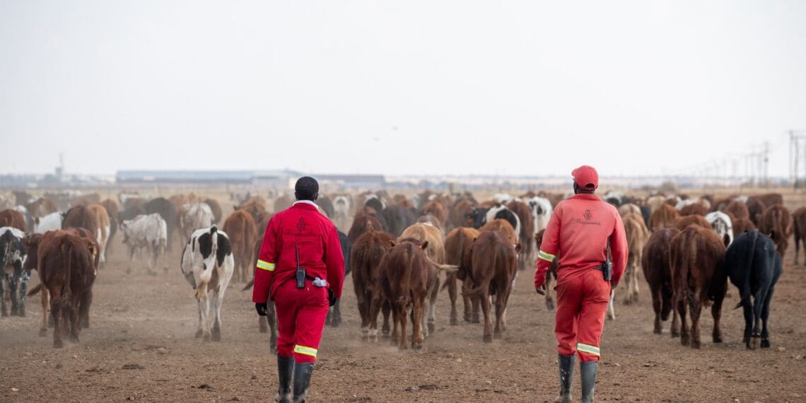 ICYMI: Project helps EC cattle farmers prosper