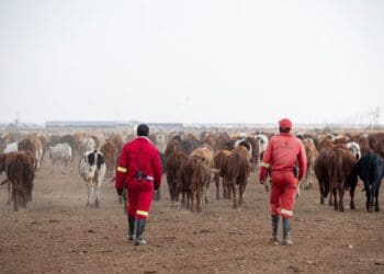 ICYMI: Project helps EC cattle farmers prosper