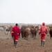 ICYMI: Project helps EC cattle farmers prosper