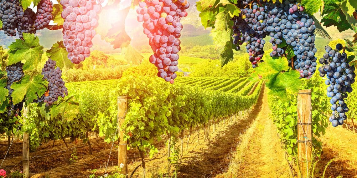 As climate and viticultural experts reveal, the Cape Winelands is facing an existential threat from shifting weather conditions that create an uncertain future for some of the Southern Hemisphere’s leading wine areas. Photo: Supplied/Food For Mzansi