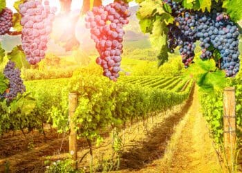 As climate and viticultural experts reveal, the Cape Winelands is facing an existential threat from shifting weather conditions that create an uncertain future for some of the Southern Hemisphere’s leading wine areas. Photo: Supplied/Food For Mzansi