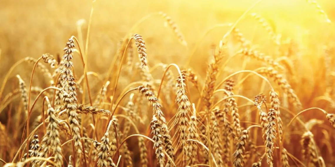 There are many plans in place to improve South Africa's Agriculture and Agbiz head economist Wandile Sihlobo believes it is time words are turned into action. . Photo: Supplied/Food For Mzansi