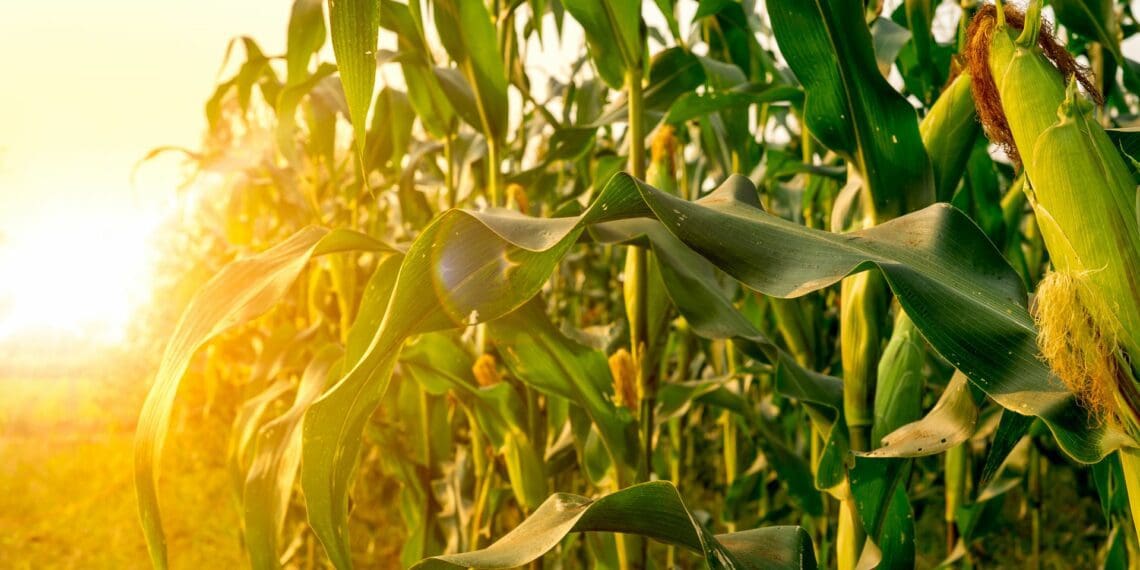 Finance minister Enoch Godongwana's budget speech has been dubbed as a sober analysis of the agricultural environment and its needs. Photo: Supplied/Food For Mzansi