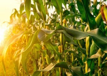 Finance minister Enoch Godongwana's budget speech has been dubbed as a sober analysis of the agricultural environment and its needs. Photo: Supplied/Food For Mzansi