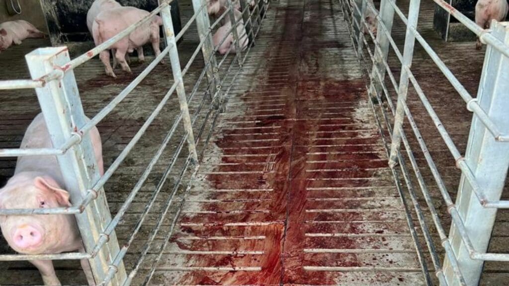 The thieves had to first kill the pigs in order for them to steal them. This is because pigs make noise, you cannot steal them when they are alive. Photo: Supplied/Buti Malinga