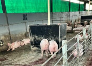 Livestock thieves bring NW farmer to his knees