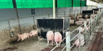 Livestock thieves bring NW farmer to his knees