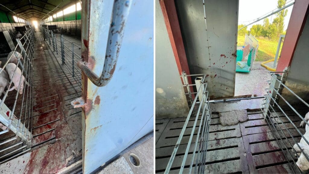As safety precaution, Buti Malinga locks his piggery house from both the inside and outside. Photo: Supplied/Buti Malinga