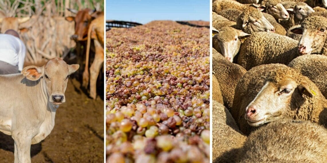This week's events include a Gather To Grow session on Twitter, a farmer financial literacy workshop, a webinar on the dried fruit industry, and several livestock events happening across the country. Supplied/Food For Mzansi