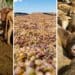 This week's events include a Gather To Grow session on Twitter, a farmer financial literacy workshop, a webinar on the dried fruit industry, and several livestock events happening across the country. Supplied/Food For Mzansi
