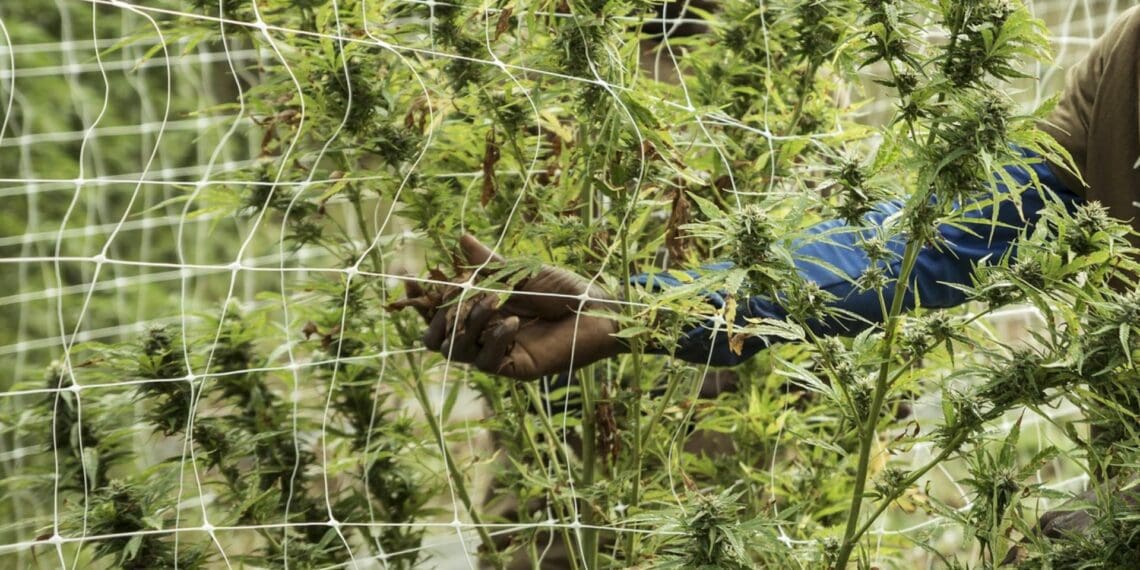 Gauteng Premier Panyaza Lesufi's lack of attention to the agricultural industry in his state of the province address, have raised a few eyebrows. Photo: Supplied/Pixabay