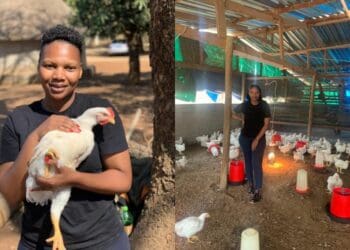Starry-eyed Limpopo chicken farmer aims big