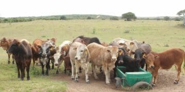 Farm safety: Cele's crime stats are 'out of touch'