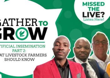 In this Gather To Grow session, experts unpack artificial insemination and how farmers can best utilise resources closer to them. Photo: Supplied/Food For Mzansi