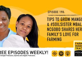 Podcast: Tips for growing mangoes in Mzansi