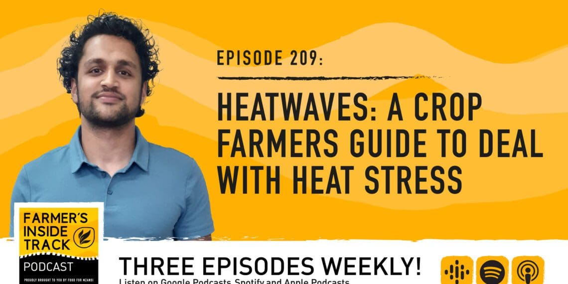 Podcast: Heat stress help for crop farmers 