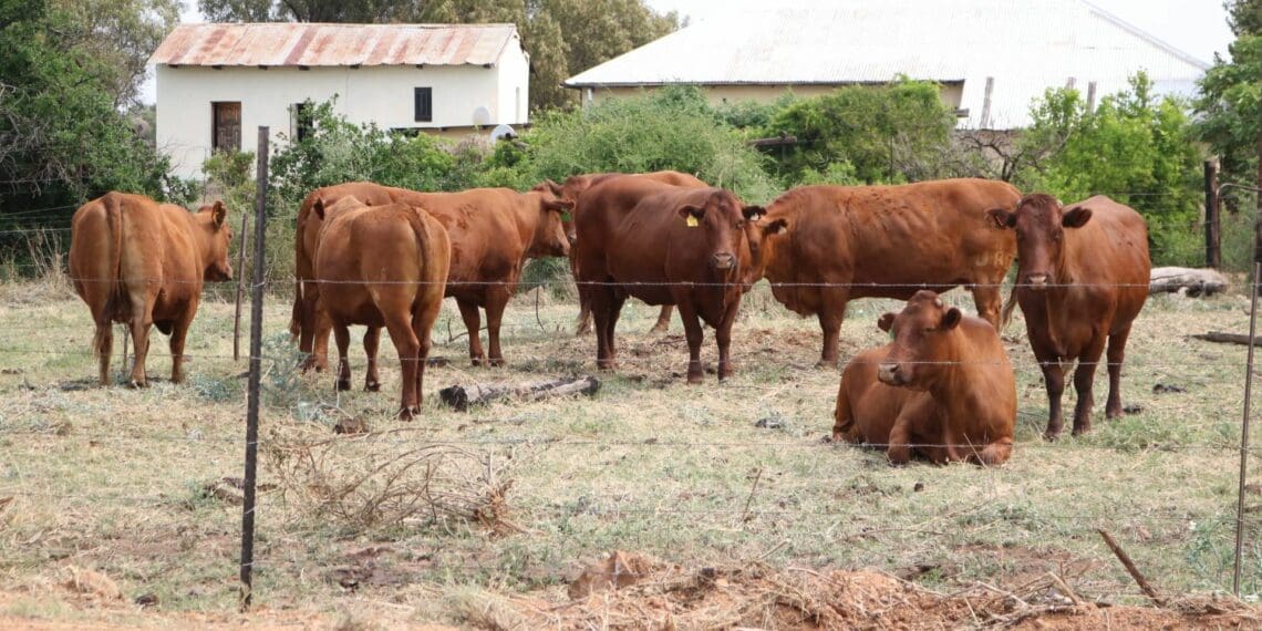 ICYMI: FS farmers applaud load shedding plans