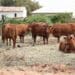 ICYMI: FS farmers applaud load shedding plans
