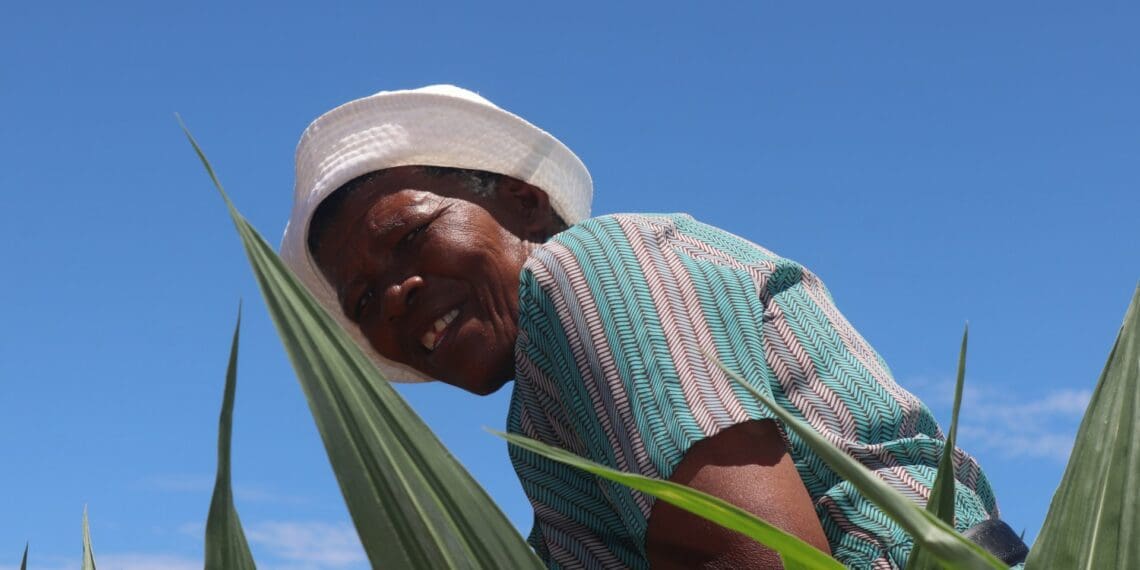 IN PICTURES: Joy and jubilation as FarmSol delivers