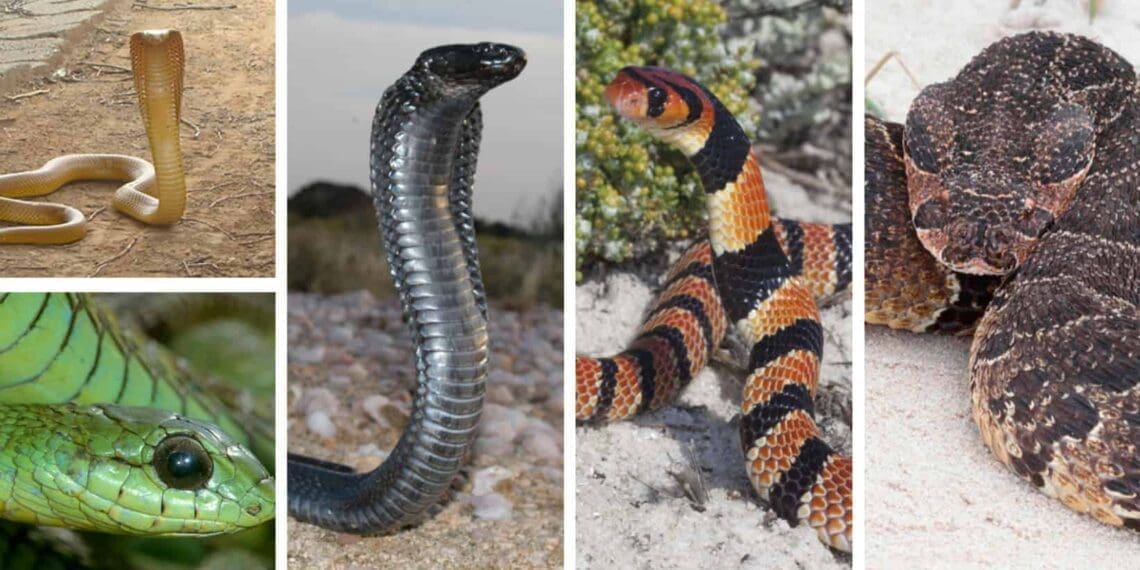 Iningi lezinyoka aliyona ingozi kubantu. Isibonelo nje, ziyisihlanu kuphela izinyoka kweziwu-55 ezitholakala eNyakatho Kapa eziyingozi. (Kusukela kwesobunxele) i-Cape Cobra (phezulu) iBoomslang (ezansi), iBlack Spitting Cobra, iCape Coral Snake neBululu. Isithombe: African Snake Bite Institution