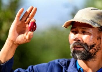 Without a reliable supply of electricity to irrigate crops and keep fruit cool in packhouses, development in the deciduous fruit industry will be a challenge for the foreseeable future. Photo: Supplied/Hortgro