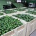 SA avos off to China: Producers prepare for the long haul