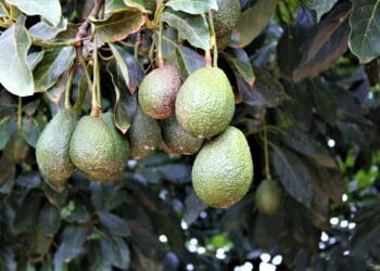 Ripe and ready: Avo farmers brace for Japan amid port pressure