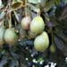 Ripe and ready: Avo farmers brace for Japan amid port pressure