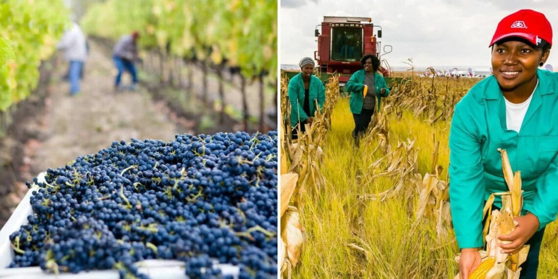 Experts paint a mixed production outlook for the SA wine and maize industries in 2023. Photo: Supplied/Food For Mzansi
