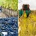 Experts paint a mixed production outlook for the SA wine and maize industries in 2023. Photo: Supplied/Food For Mzansi