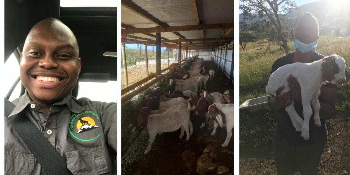 Mpendulo Mbatha shifted focus from his publishing business and took goat farming to a whole different level. He oversees over 150 goat farmers across the country under an organisation he co-founded called Qhakaza Goat Farmers Association. Photo: Supplied/Food For Mzansi