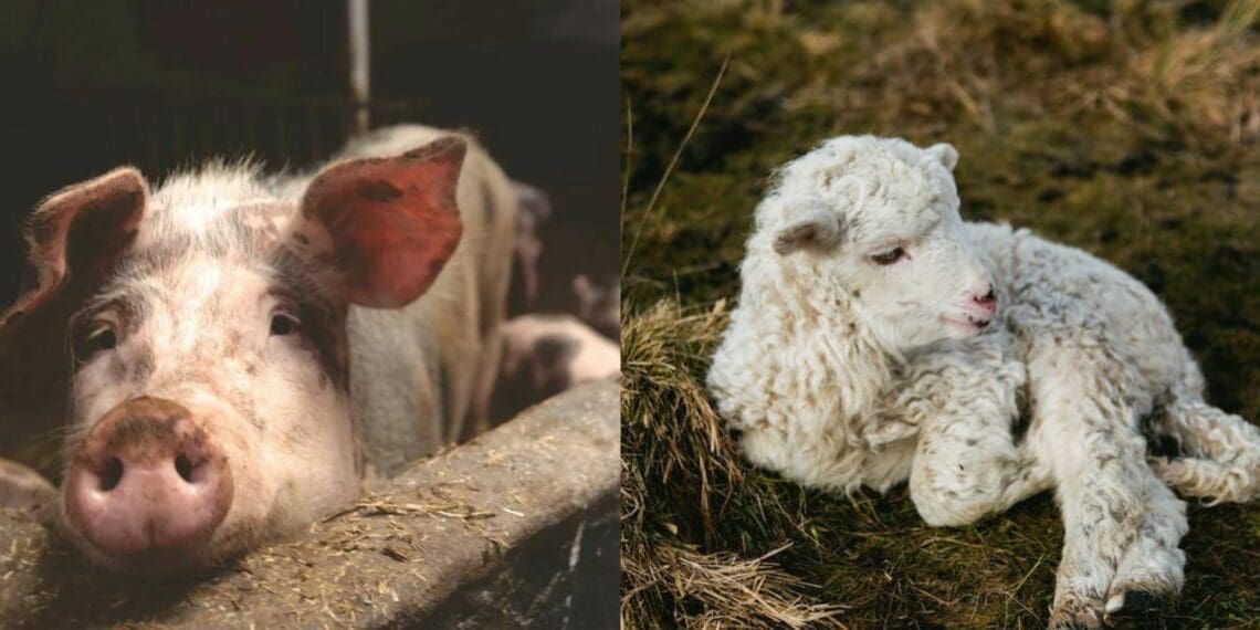 Livestock: How to stay on top of skin diseases