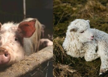 Livestock: How to stay on top of skin diseases